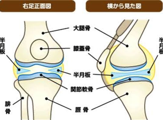 膝関節