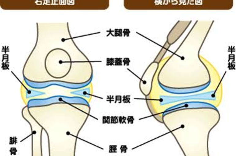 膝関節