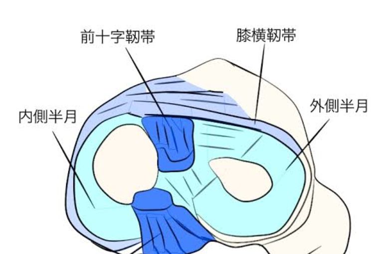 半月板