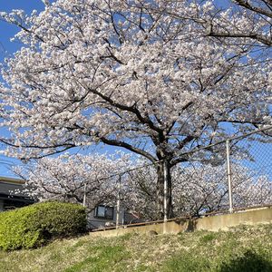 近所の公園の綺麗な桜