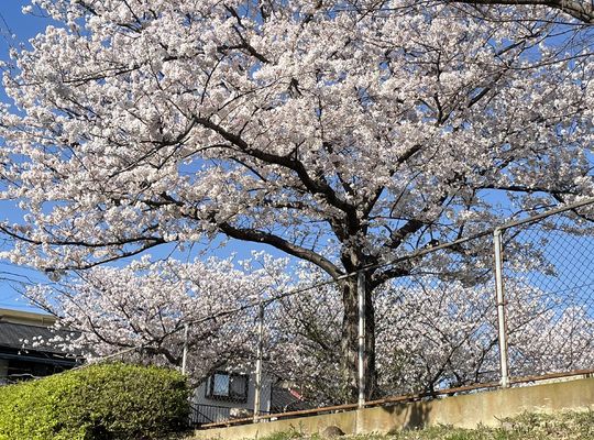 近所の公園の綺麗な桜